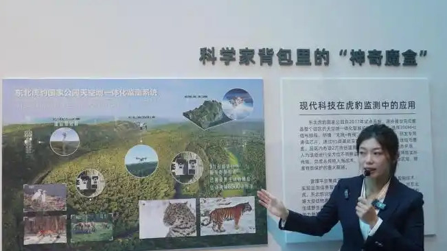 东北虎一生只做三件事
