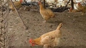 女子长假把宠物鸡寄养在养鸡场