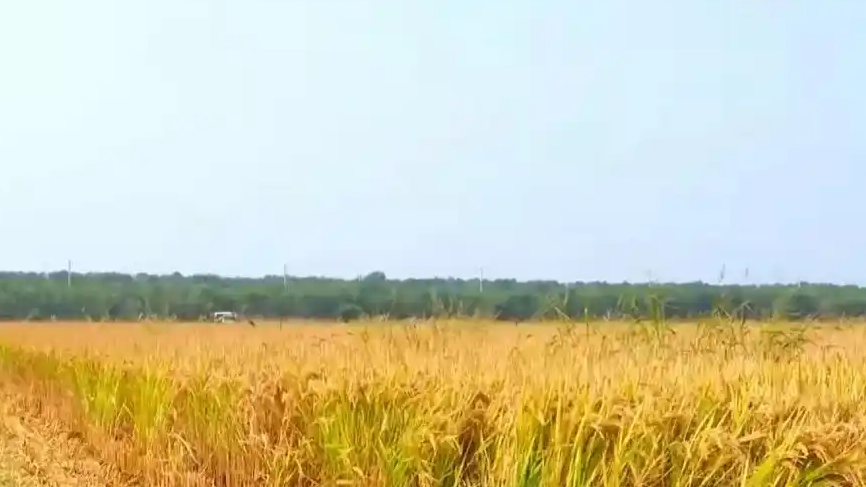 全国秋粮收获进入高峰期