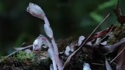 机器狗第1次进哀牢山就拍到冥界之花